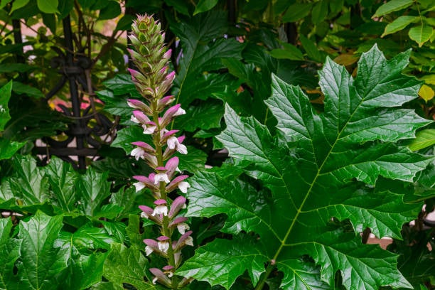 staude Acanthus molis -