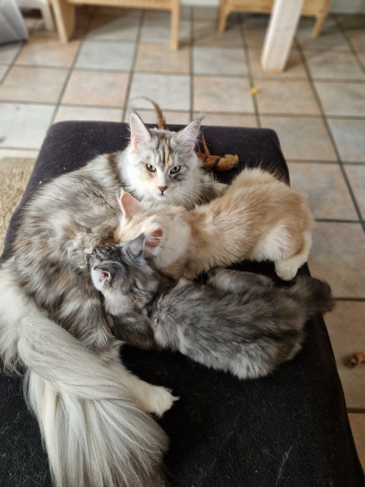 Maine Coon, hankilling, 5 mdr.