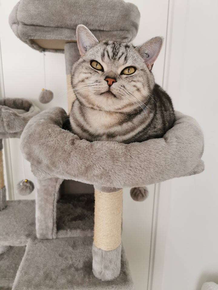 Hankat British shorthair 2 år