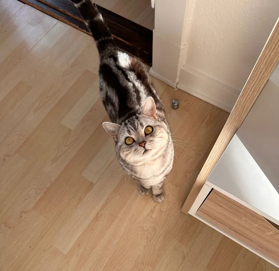 Hankat British shorthair 2 år