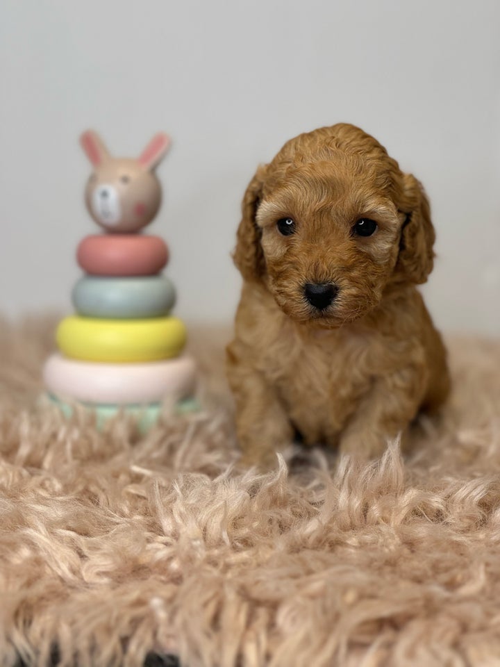 Cockapoo f1b mini hvalpe 5 uger