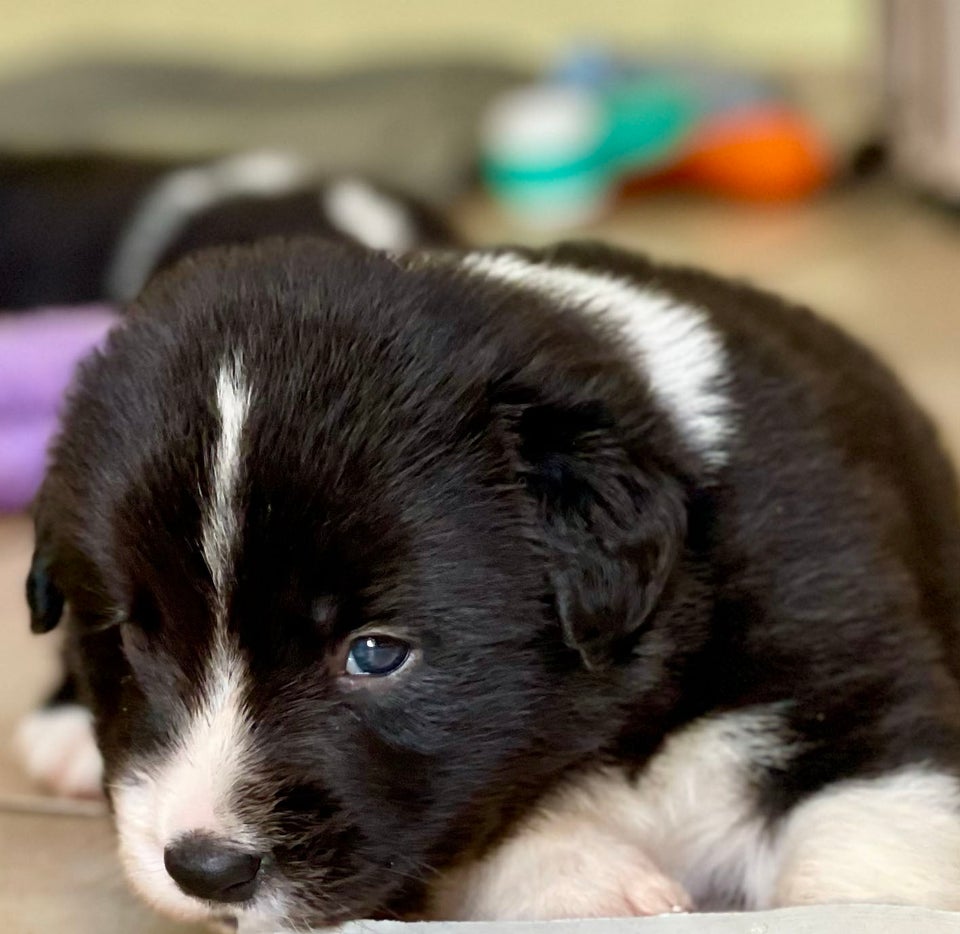 Border Collie Hvalp