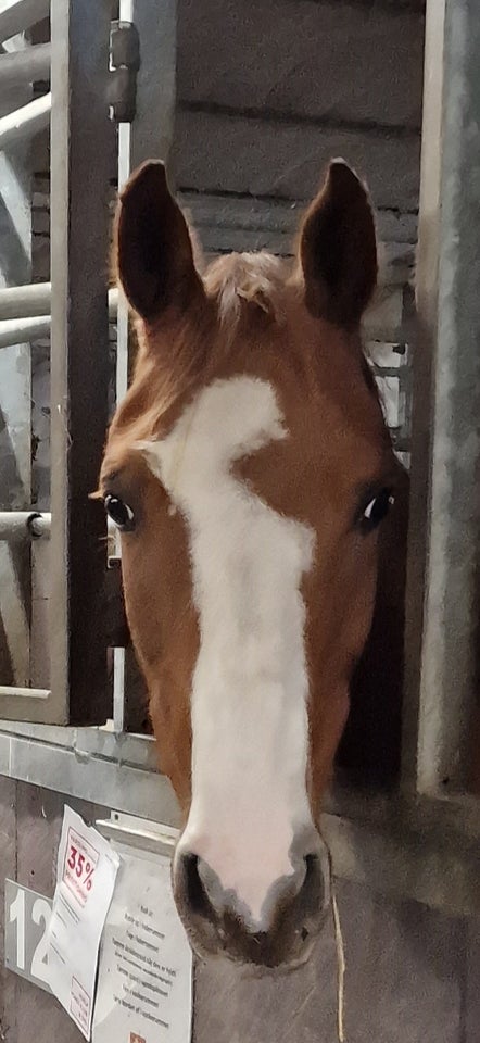 Dansk Sports Pony vallak 8 år