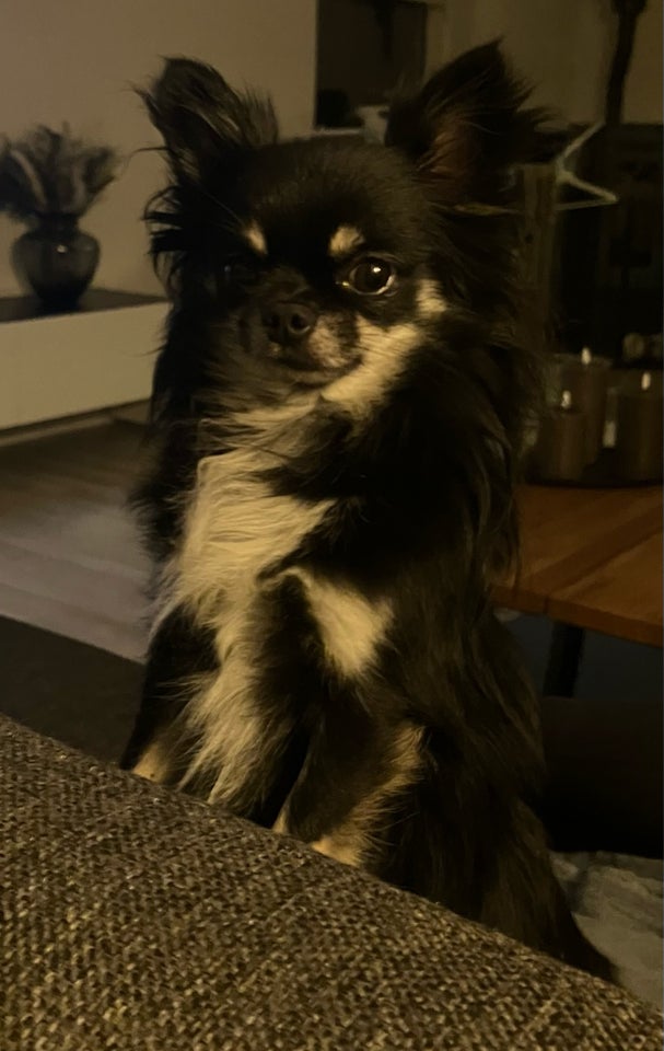 Chihuahua langhåret , hund, 2 år