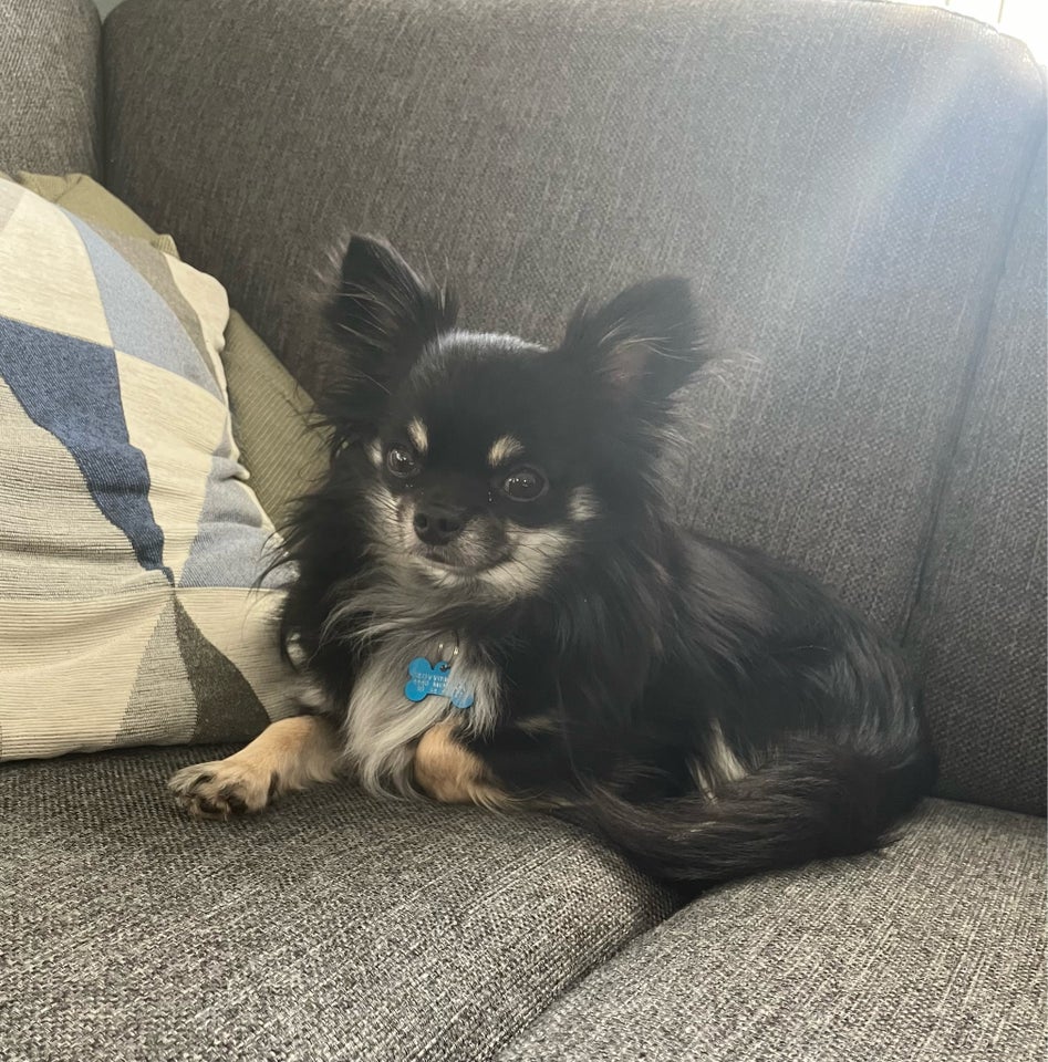 Chihuahua langhåret , hund, 2 år