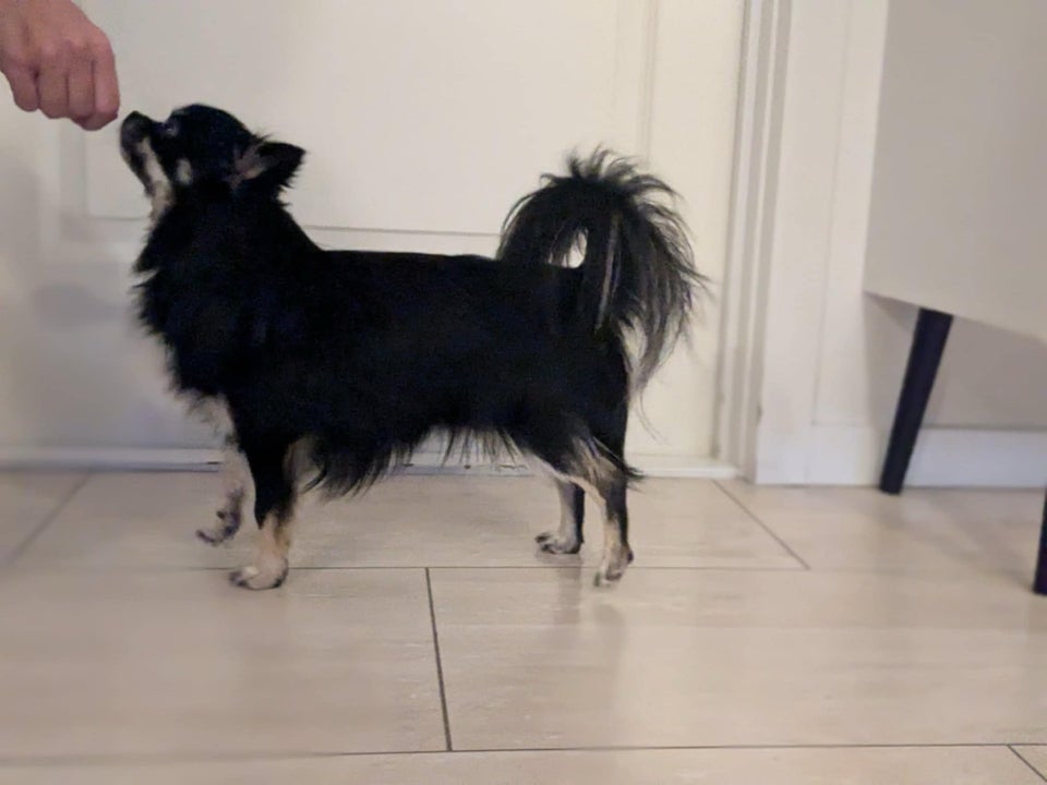 Chihuahua langhåret , hund, 2 år