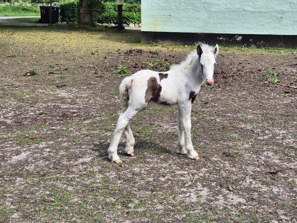 Irish Cob hingst 0 år