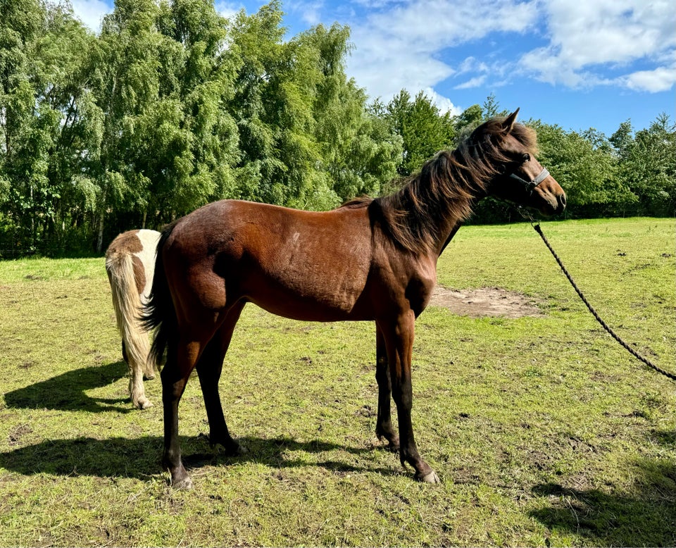 Welsh Partbreed hingst 1 år