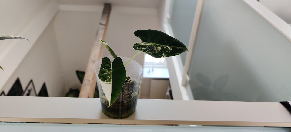 Frydek Variegata, Alocasia