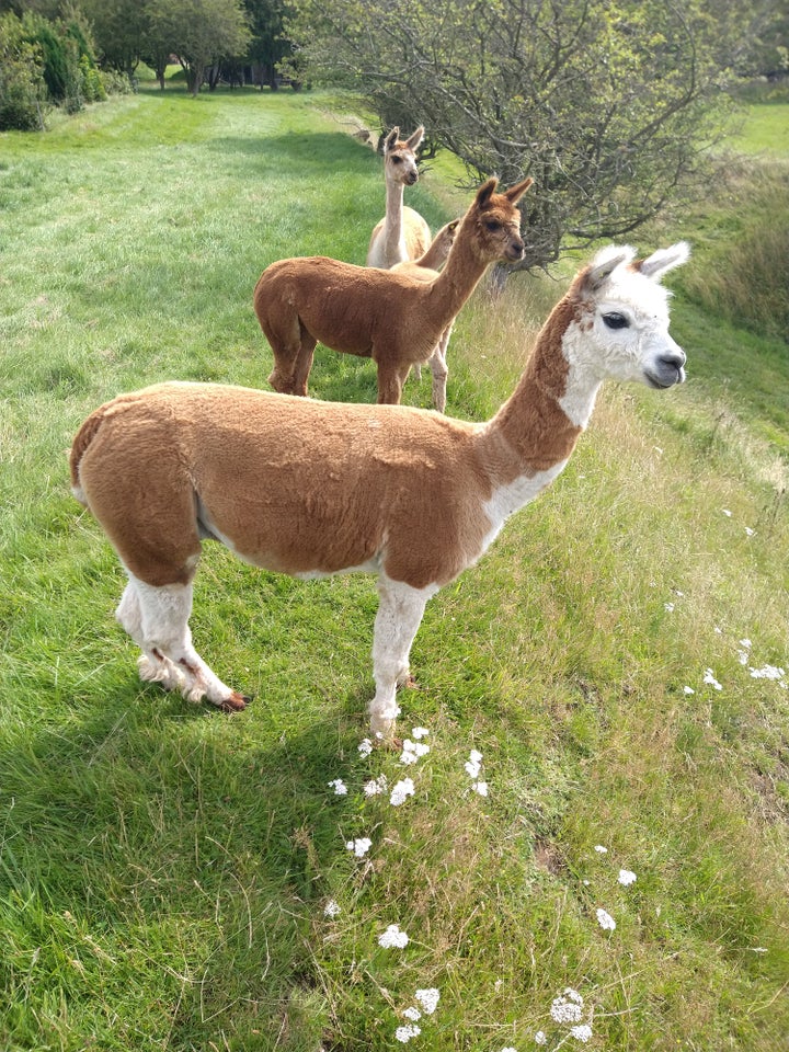 Alpaca 6 stk