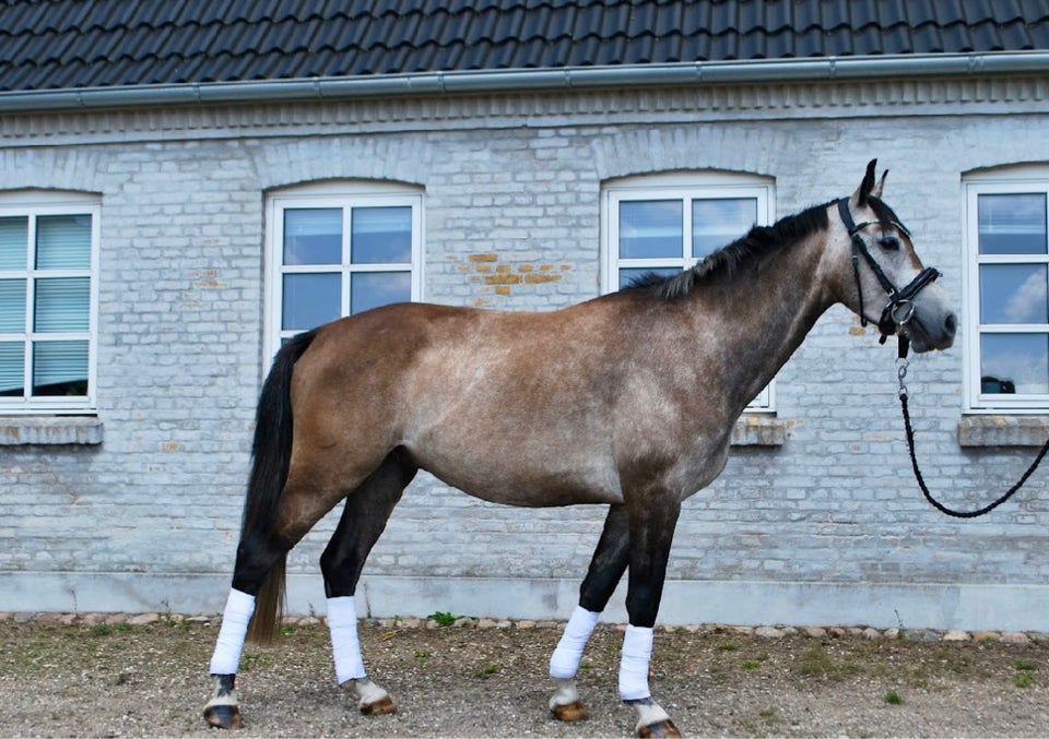 Dansk Varmblod, vallak, 7 år