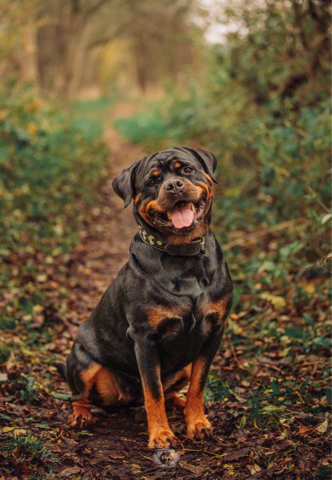 Rottweiler hvalpe 4 uger