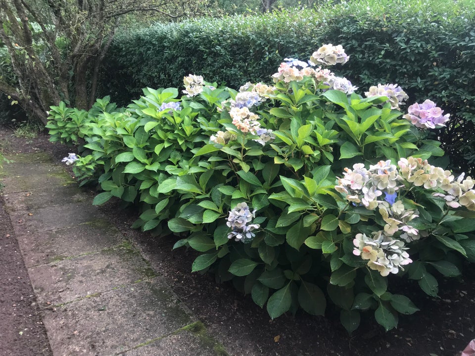 Stauder, Hortensia