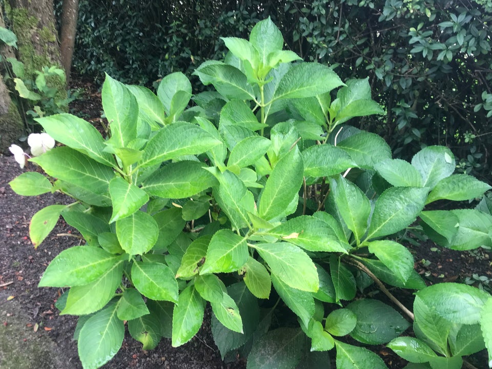 Stauder, Hortensia