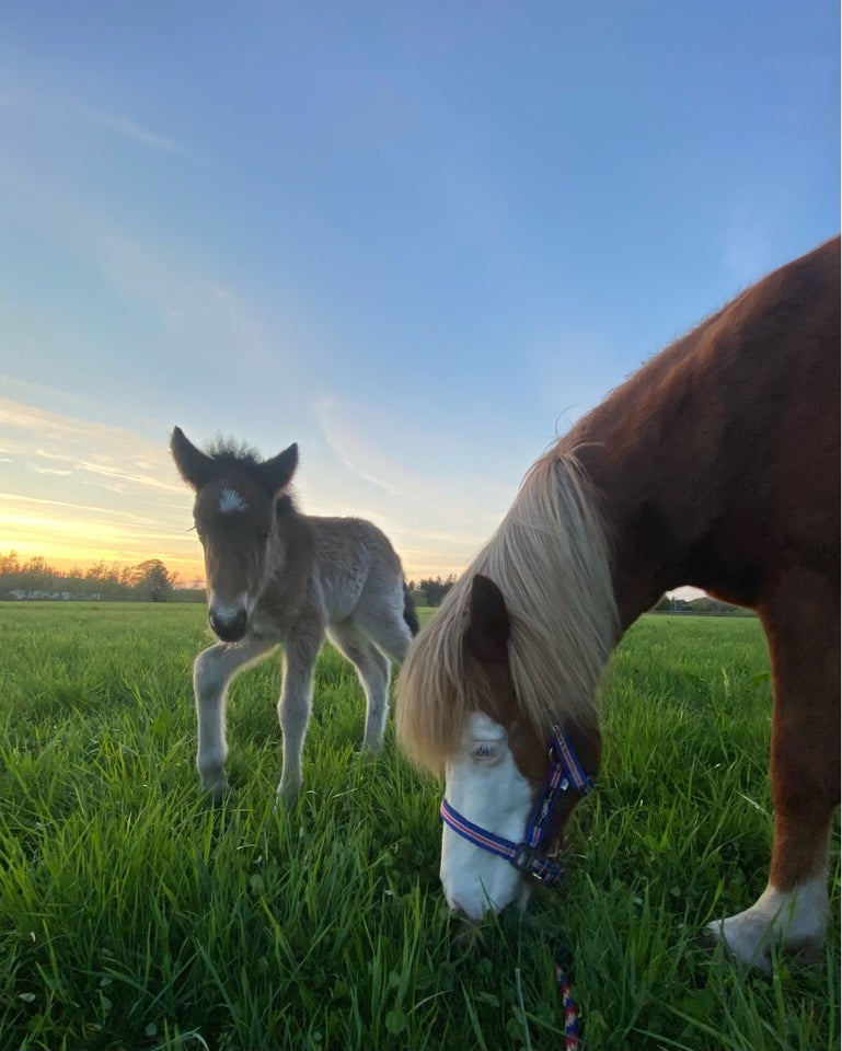 Islænder, hoppe, 1 år