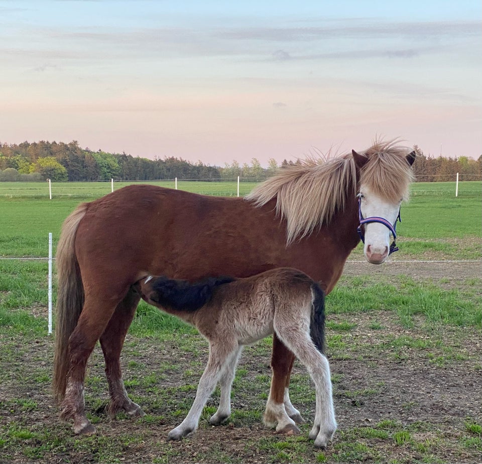 Islænder, hoppe, 1 år