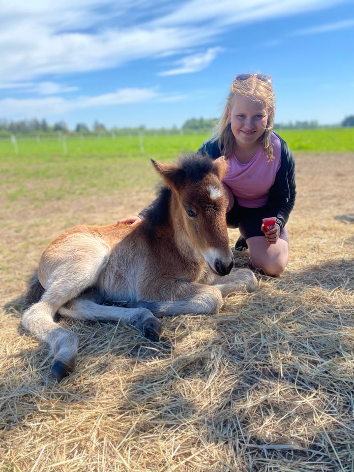 Islænder, hoppe, 1 år