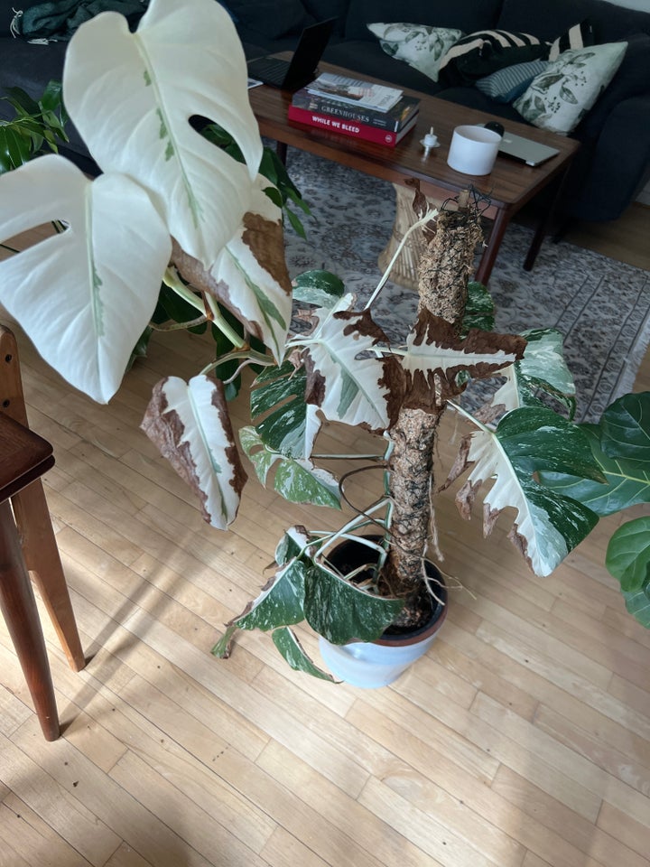 Monstera  Albo variegata