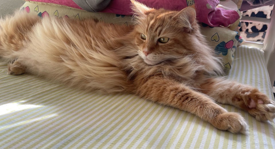 Hunkat Maine Coon  4 år