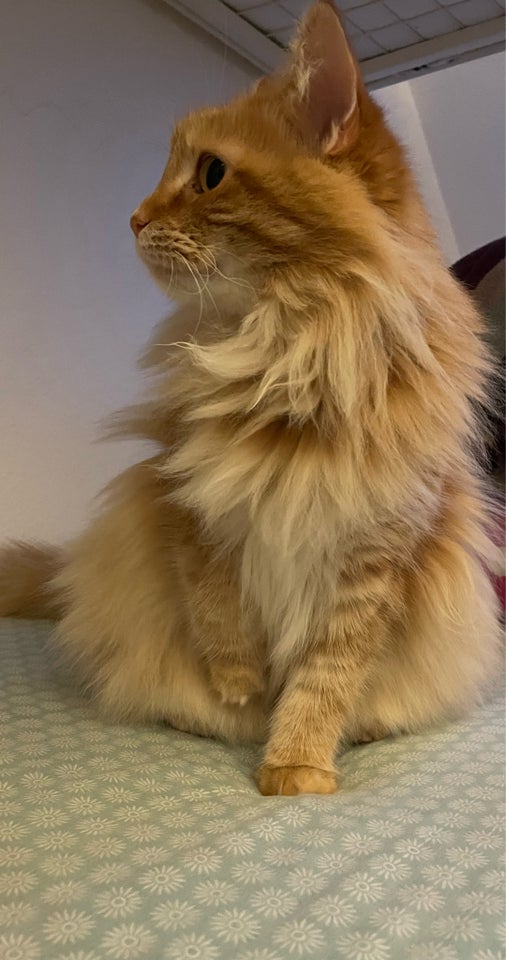 Hunkat Maine Coon  4 år