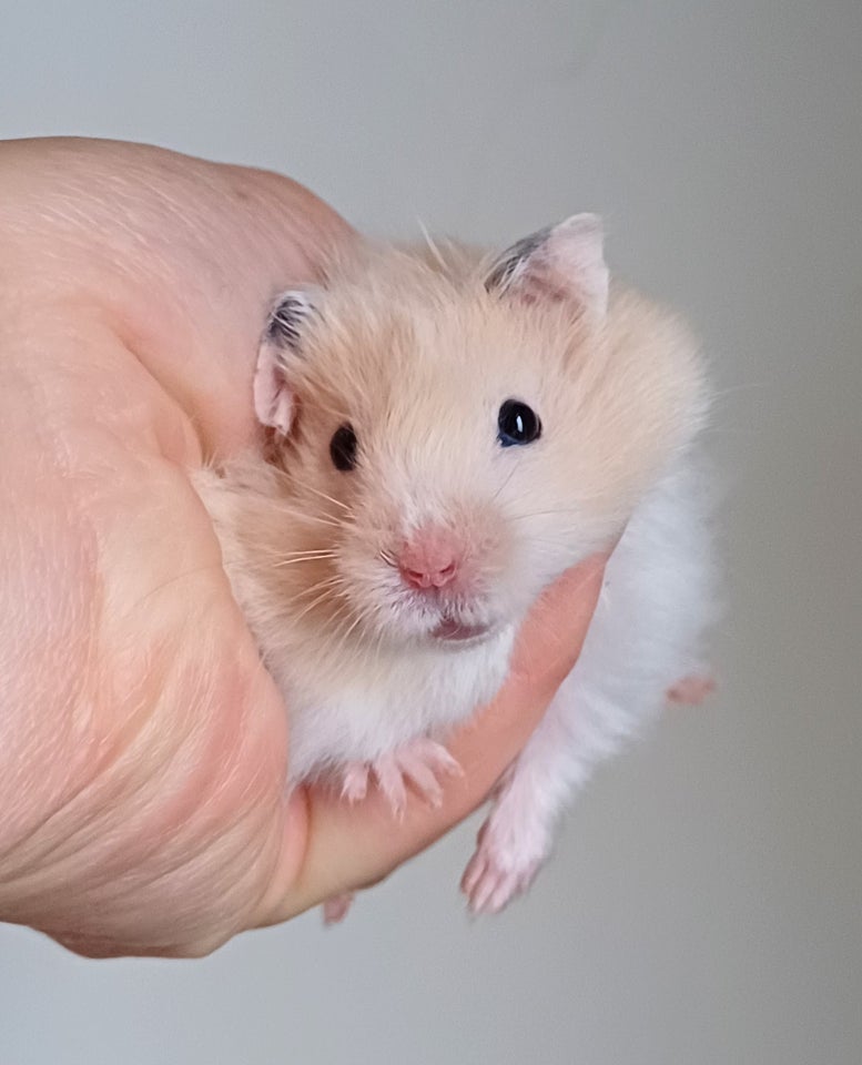 Hamster Guldhamster 0 år