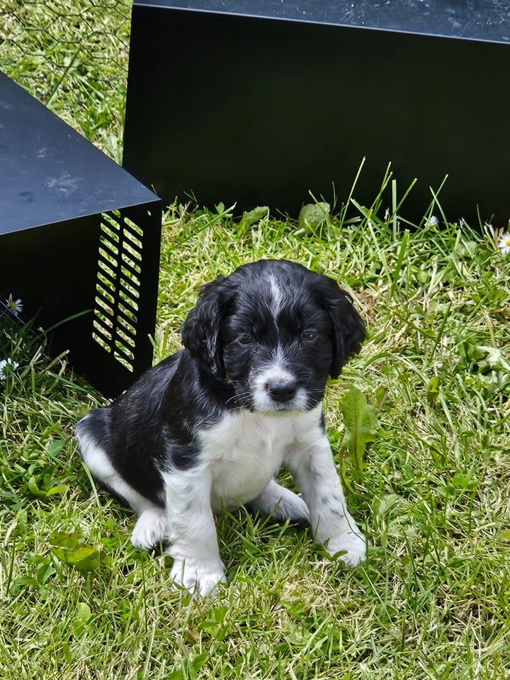 SPRINGER SPANIEL