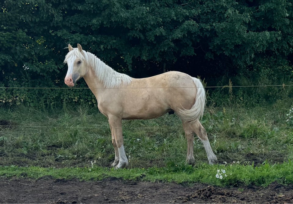 Welsh Cob hingst 1 år