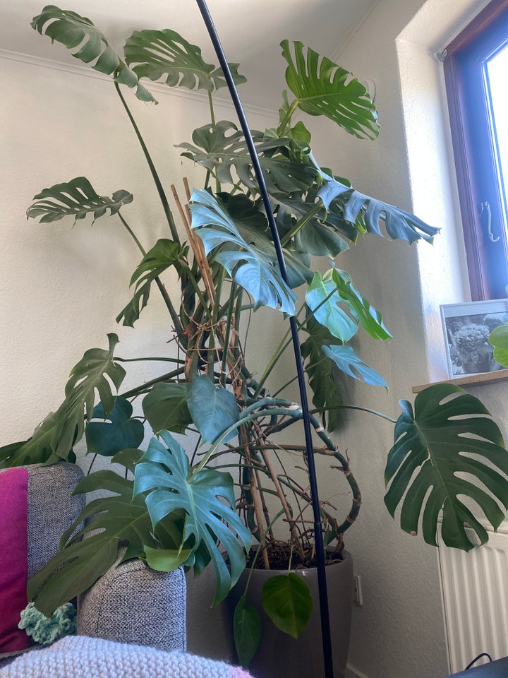 Figerphilodendron