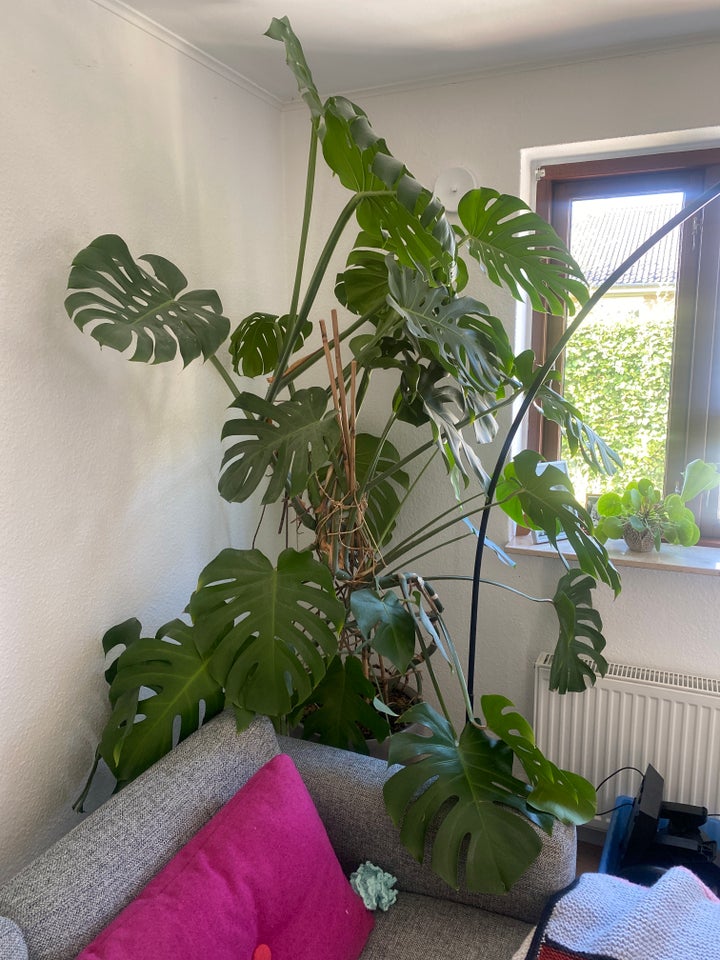 Figerphilodendron