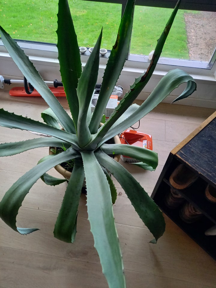 Agave