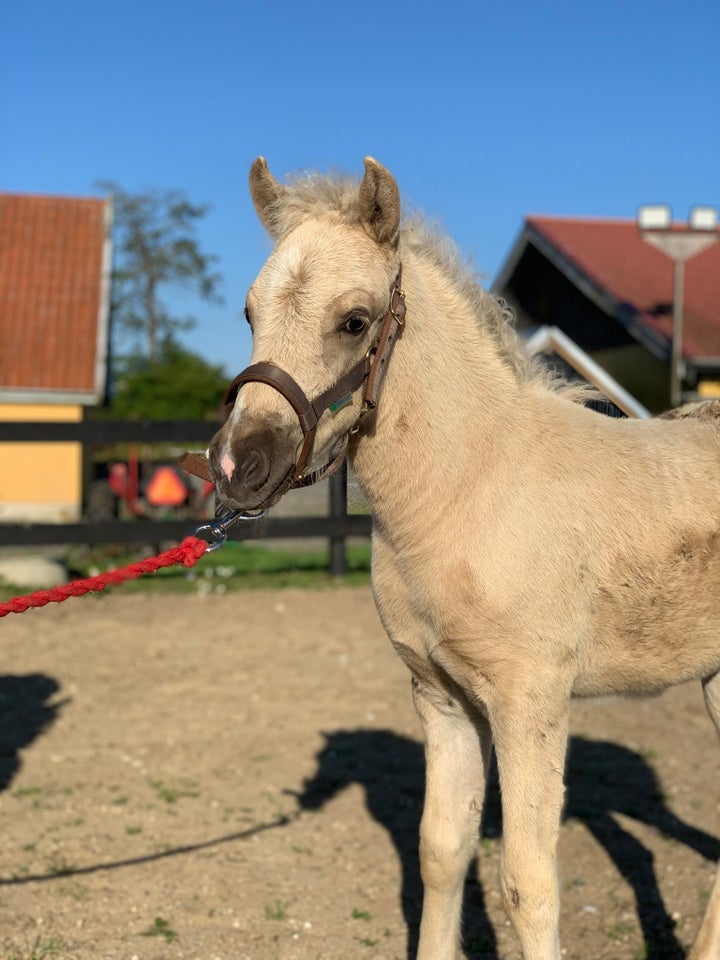 Islænder hingst 0 år