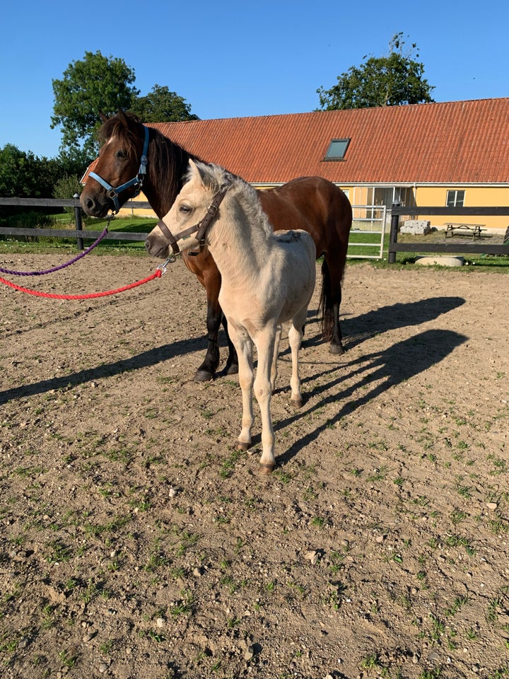 Islænder hingst 0 år