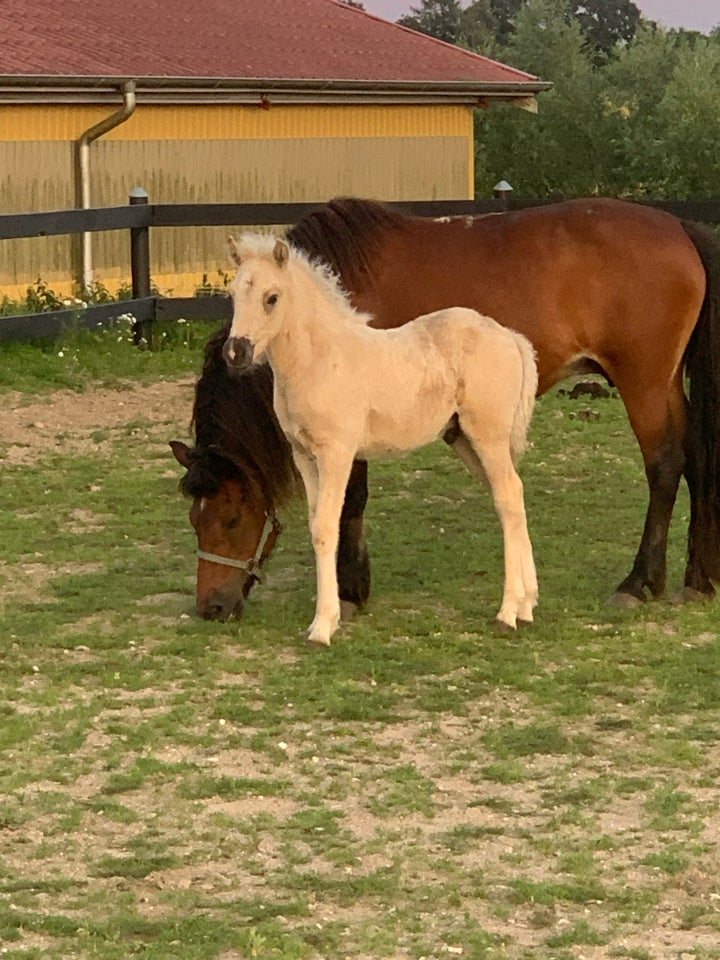 Islænder hingst 0 år