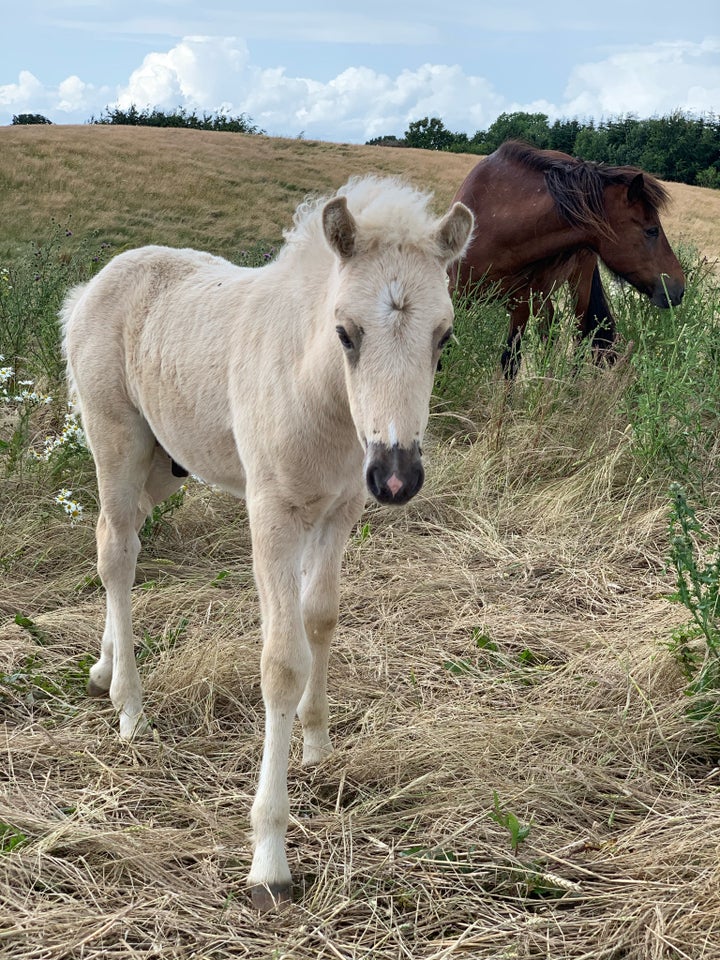 Islænder hingst 0 år