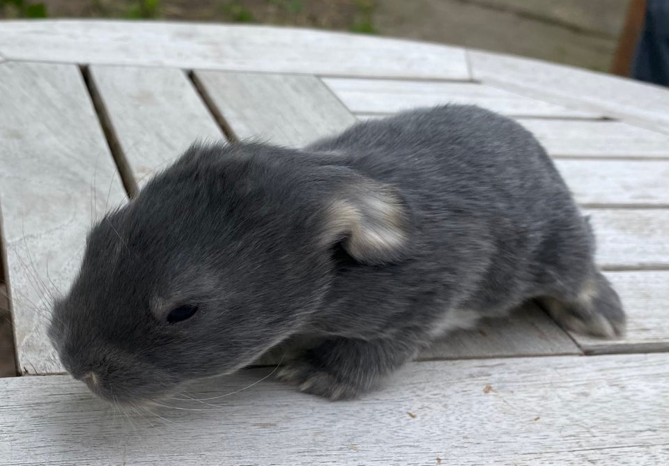 Kanin FRANSK VÆDDER HUN BLÅ OTTER