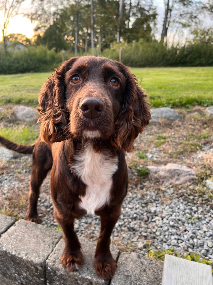 FT Cocker Spaniel , hund, 4 år