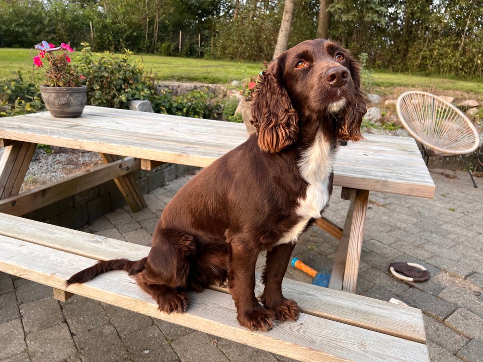 FT Cocker Spaniel , hund, 4 år