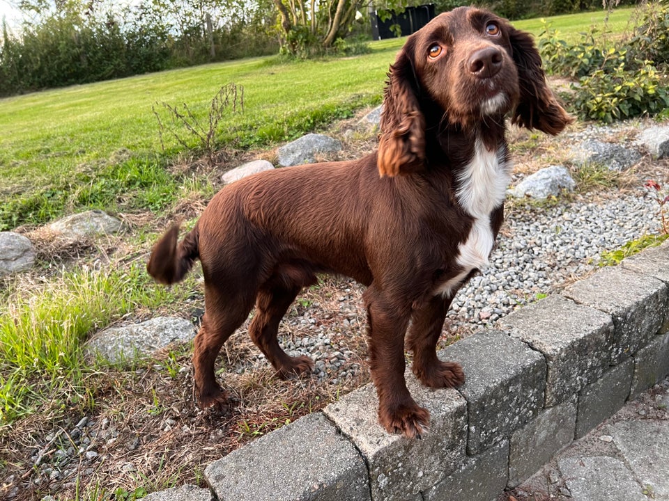 FT Cocker Spaniel , hund, 4 år