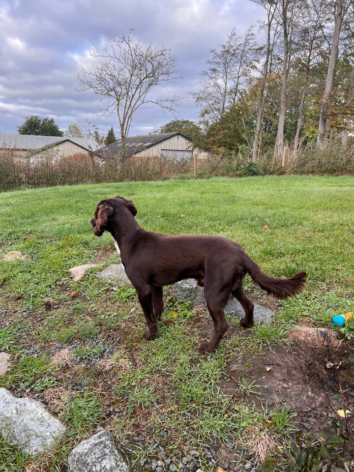 FT Cocker Spaniel , hund, 4 år