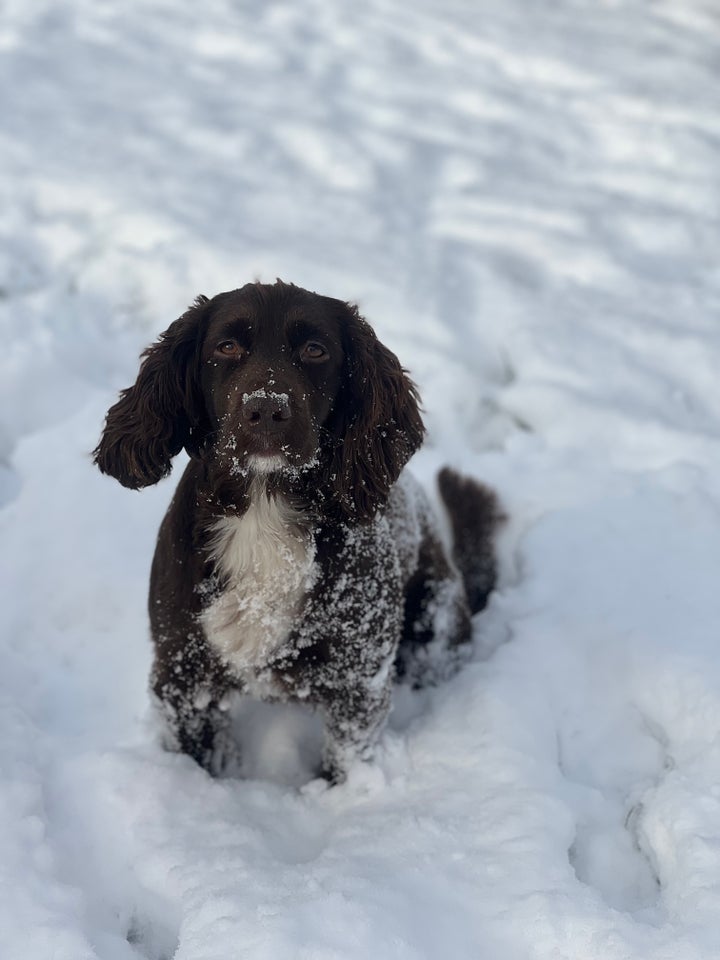 FT Cocker Spaniel , hund, 4 år