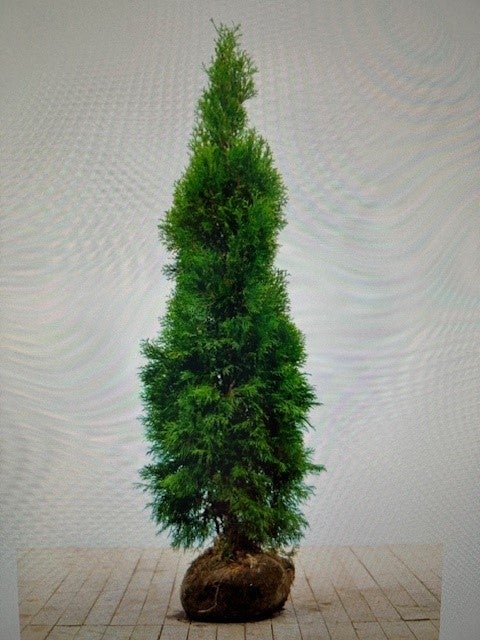 Thuja occidentalis smaragd