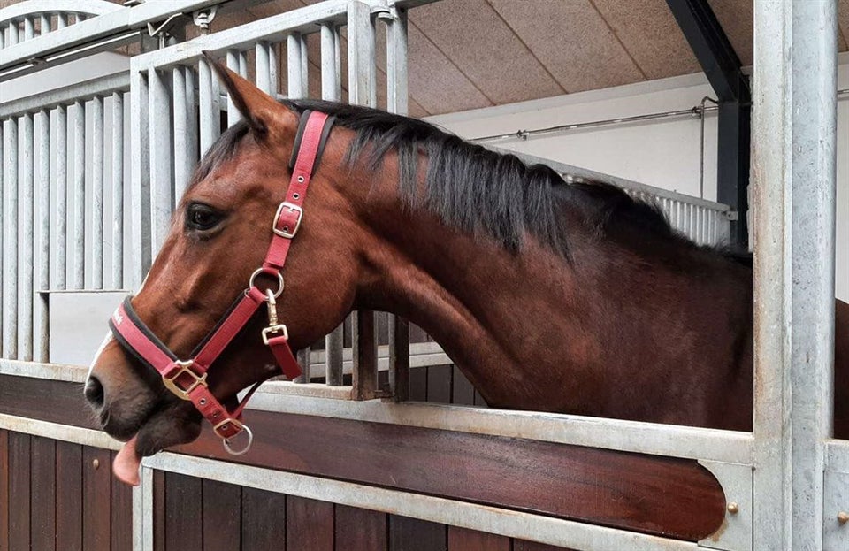 Dansk Varmblod, hoppe, 8 år