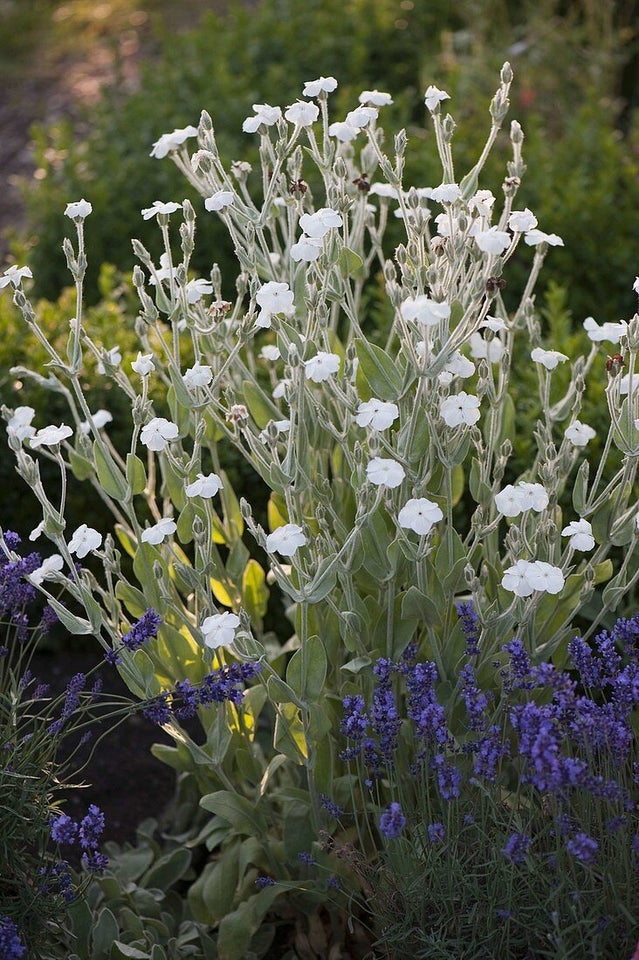 Stauder Lychnis chalcedonica