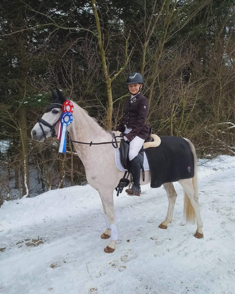 Dansk Sports Pony (DSP) vallak 7