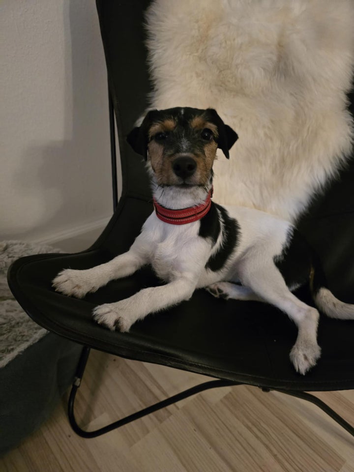 Parson russell terrier, tæve,