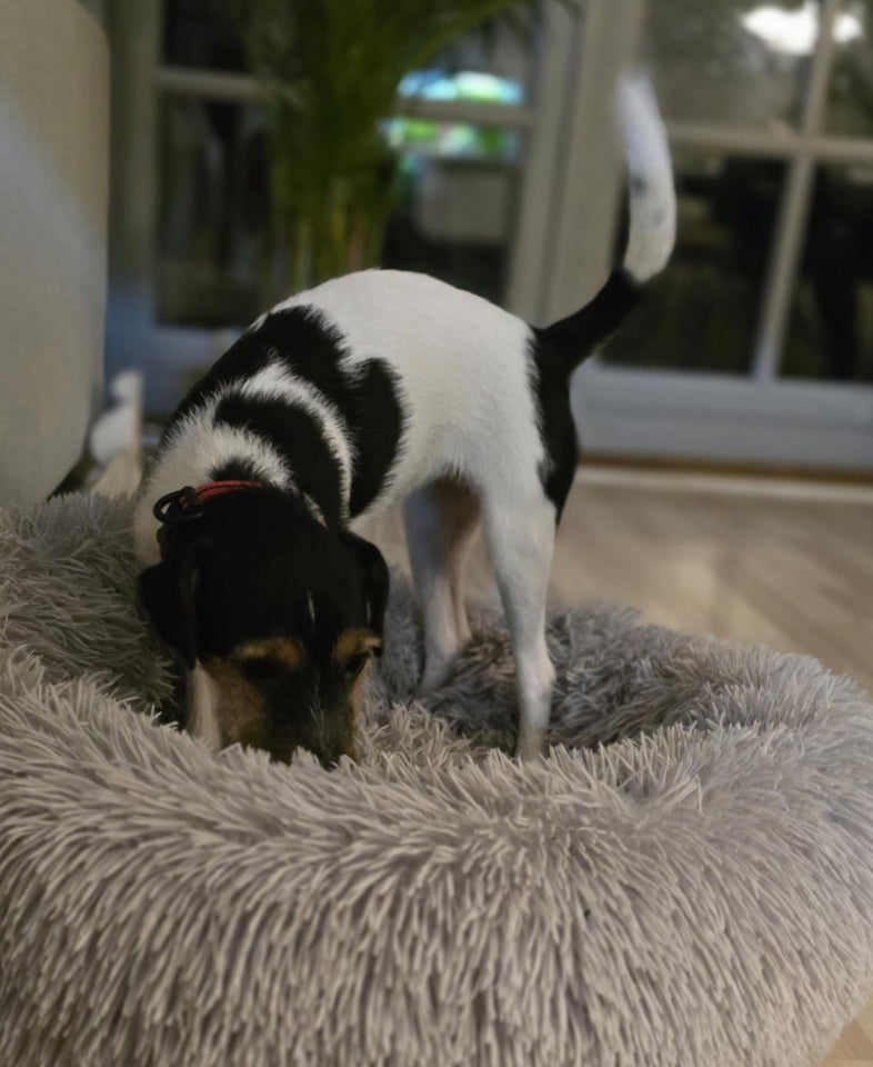 Parson russell terrier, tæve,