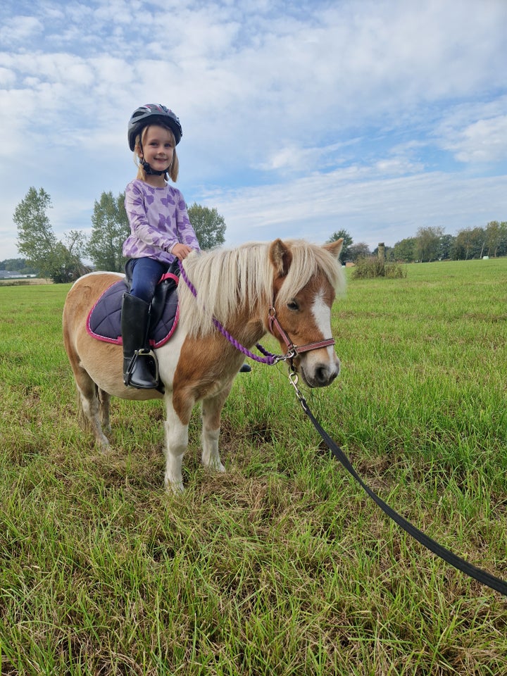 Shetlandspony, hoppe, 4 år