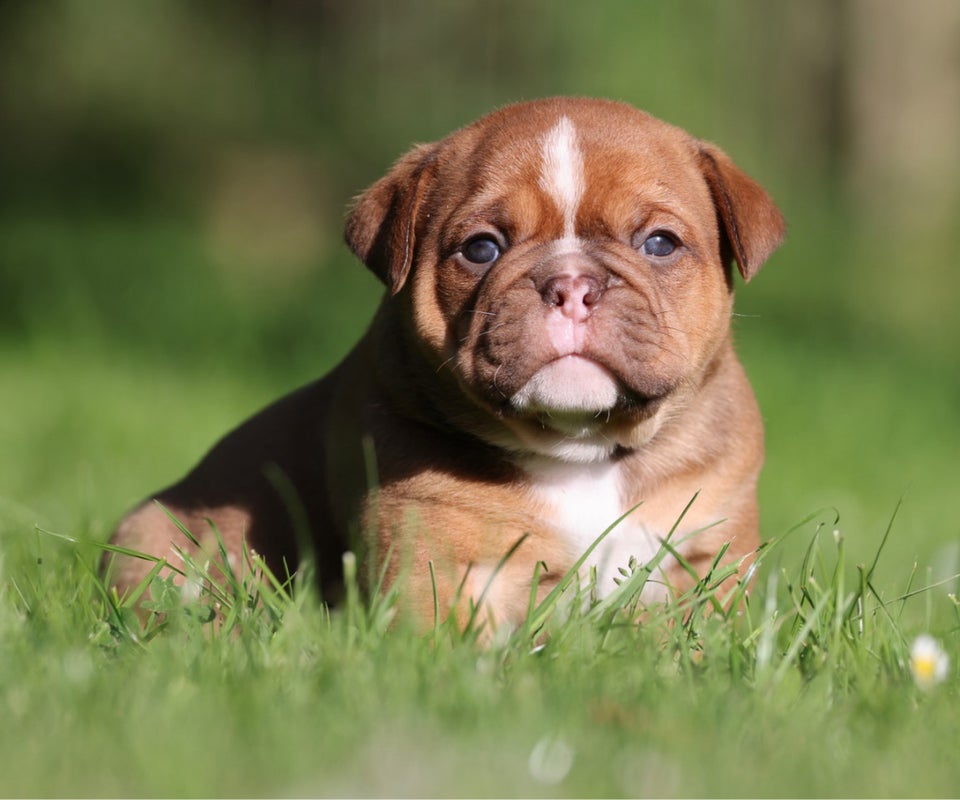 Old english bulldog flere hvalpe