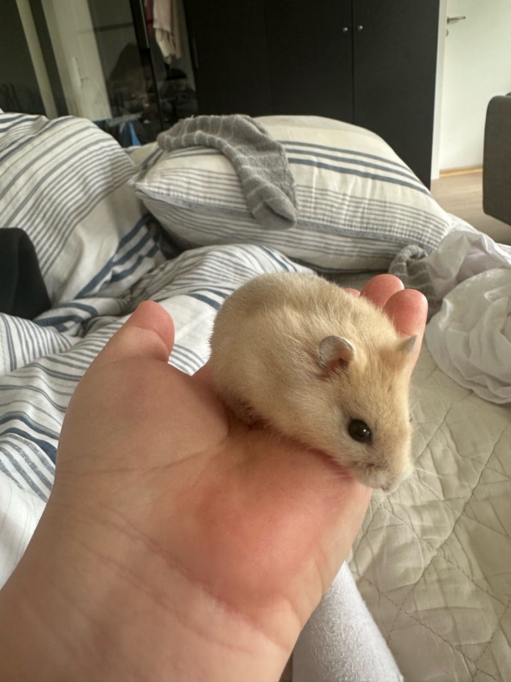 Hamster, vinterhvid, 0 år