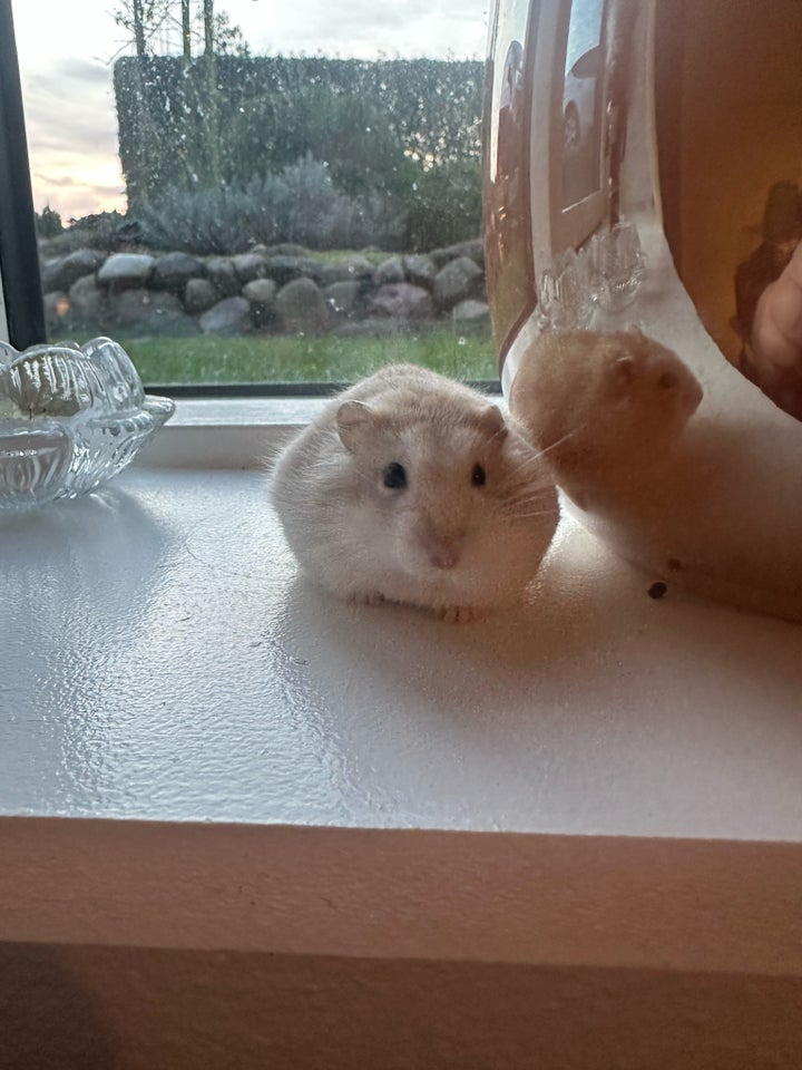 Hamster, vinterhvid, 0 år